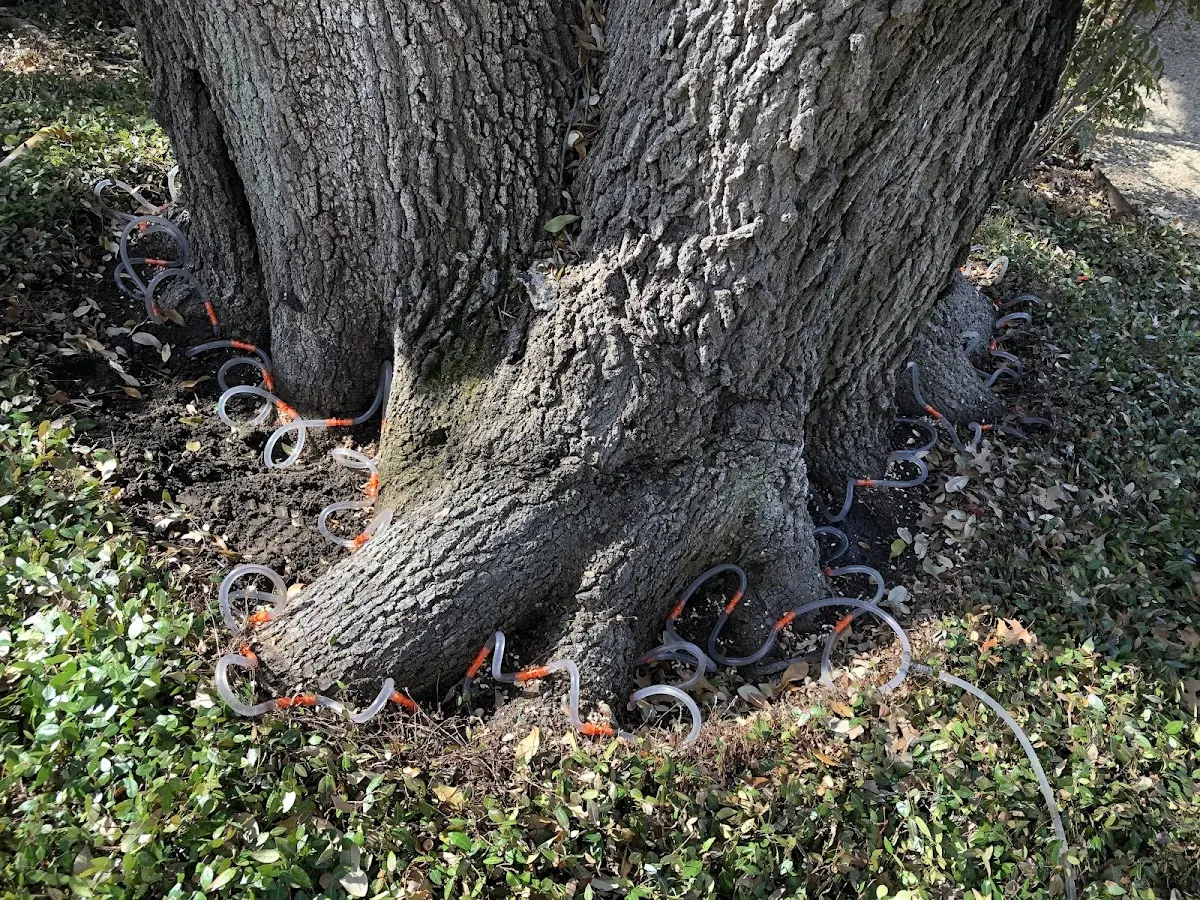 Detailed Tree Cabling and Bracing job site in Kodiak