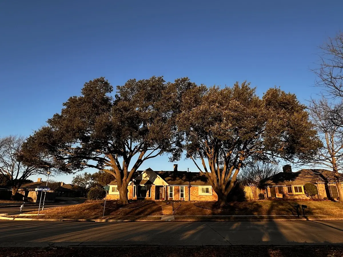 Established residential canopy tree shading a home in Kodiak
